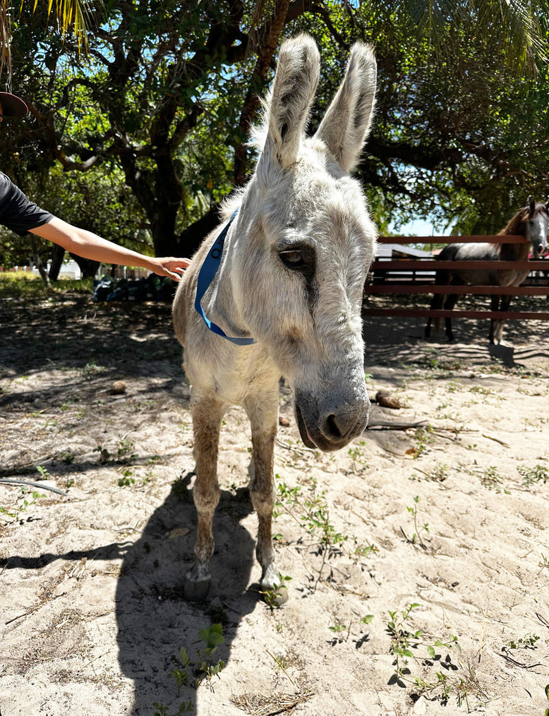 Sponsor Apolo — Rescue Donkey