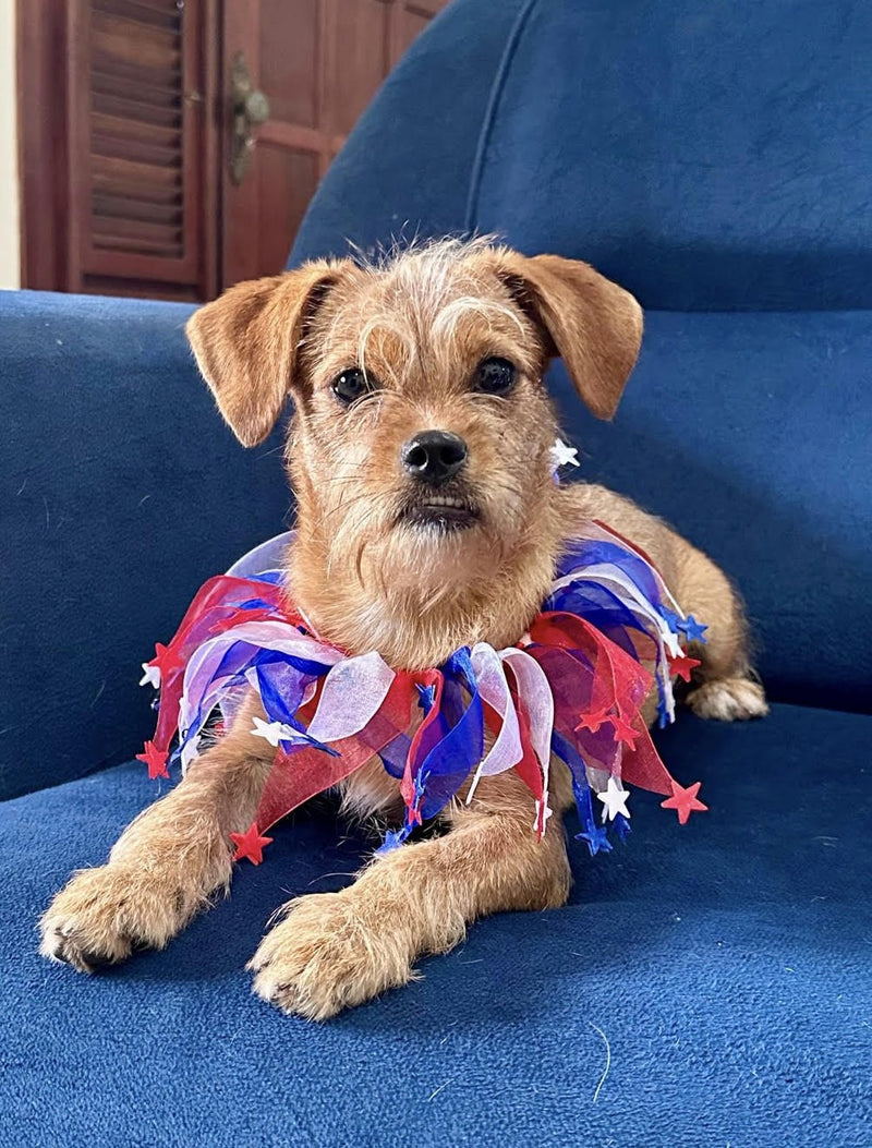 Sponsor Blue Ivy — Rescue Dog