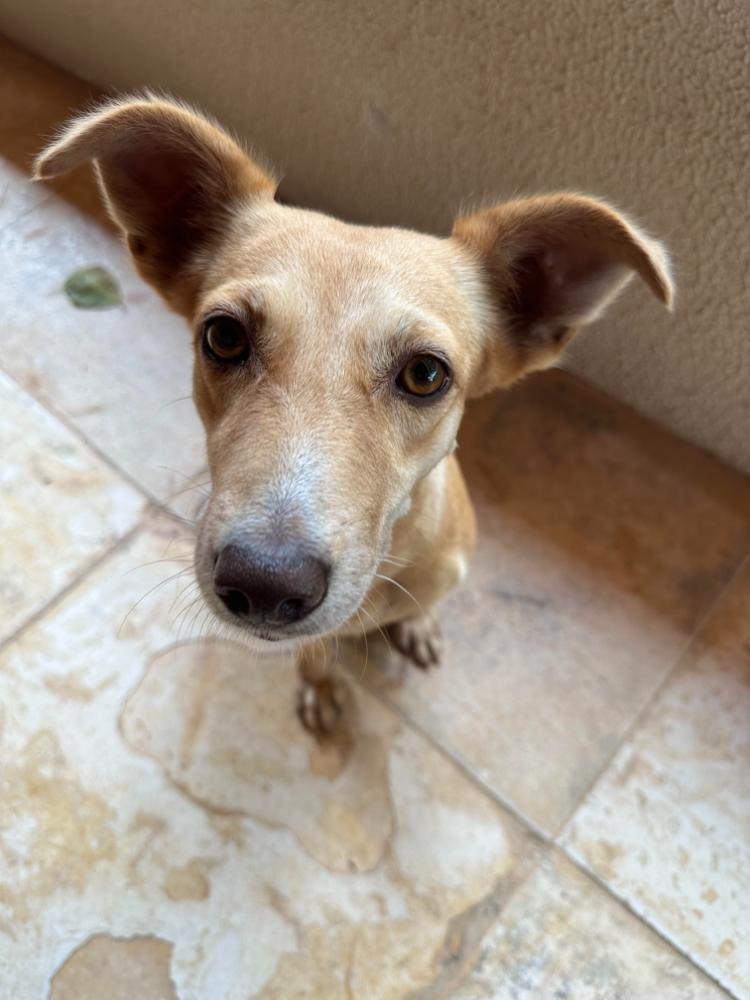 Carolina - Rescue Dog at PAW Sanctuary