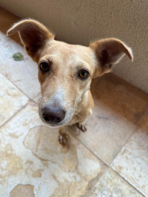 Carolina - Rescue Dog at PAW Sanctuary