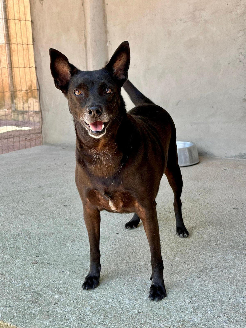 Sponsor Chica — Rescue Dog