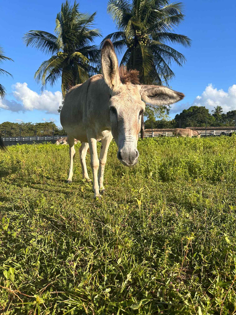 Sponsor Cora — Rescue Donkey