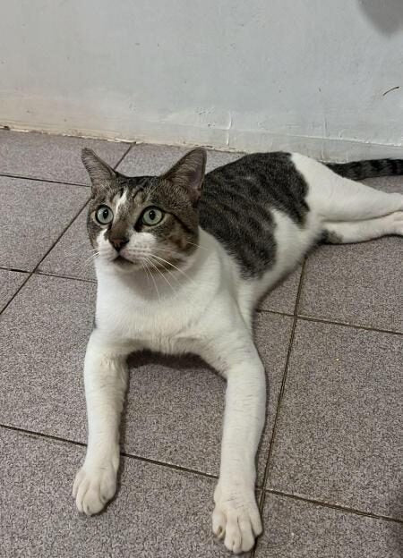 Sponsor Ibis — Rescue Cat