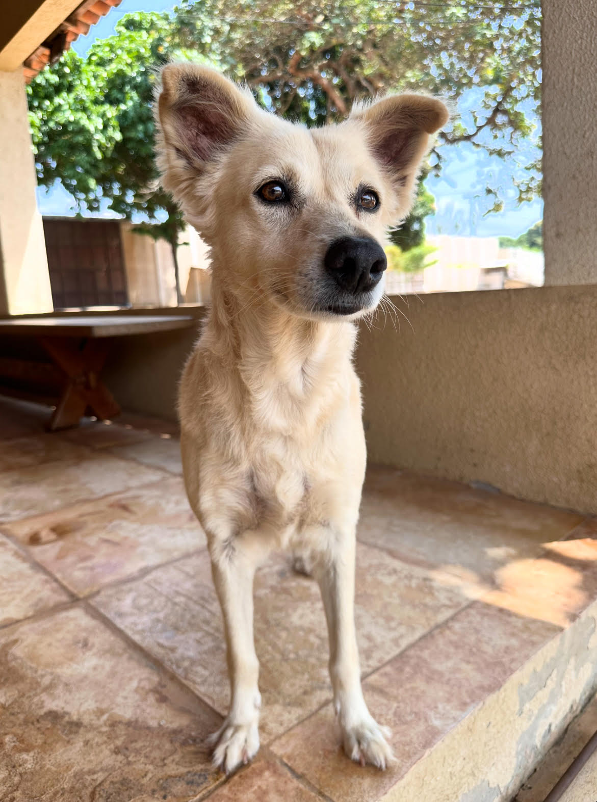 Lassie - Rescue Dog at PAW Sanctuary