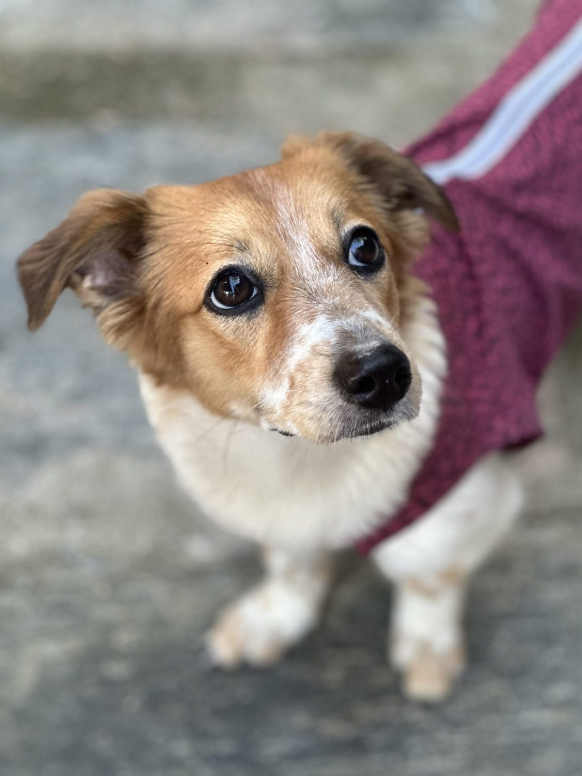 Manu - Rescue Dog at PAW Sanctuary