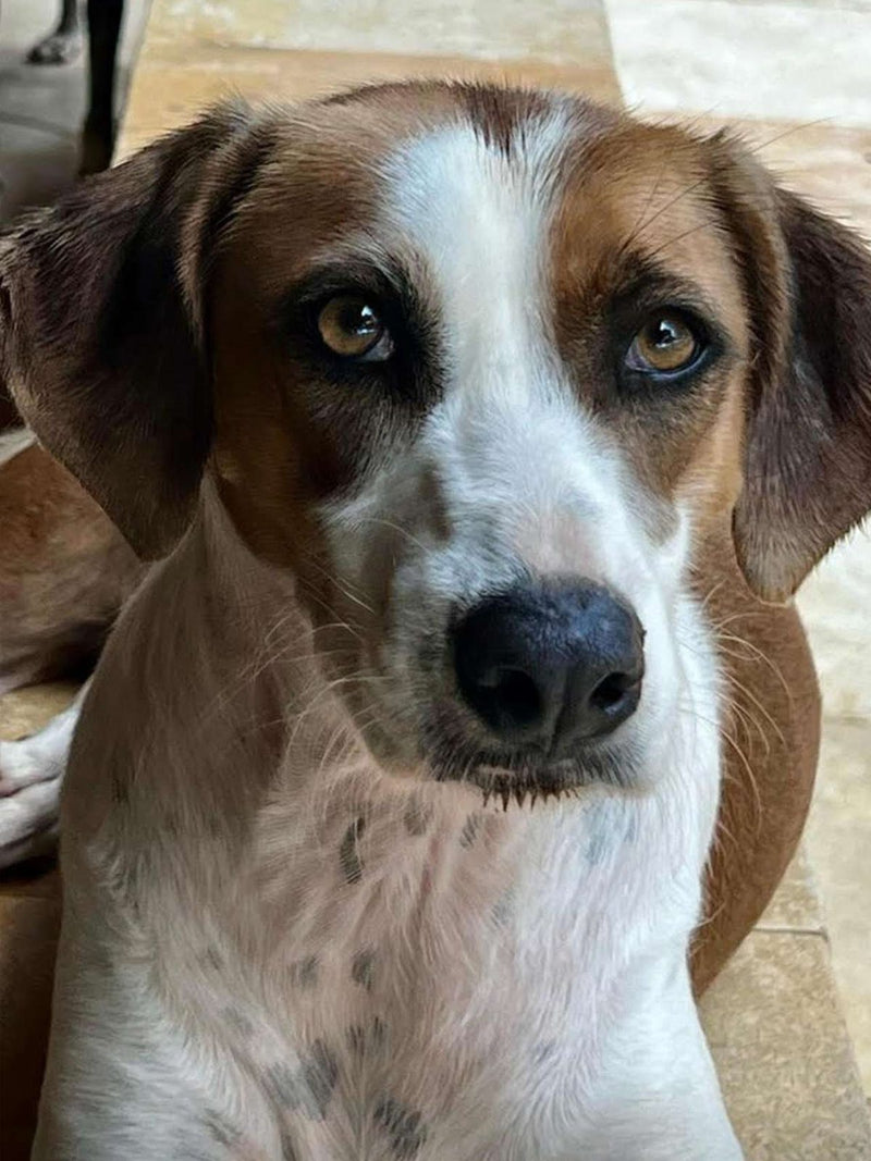 Sponsor Judite — Rescue Dog