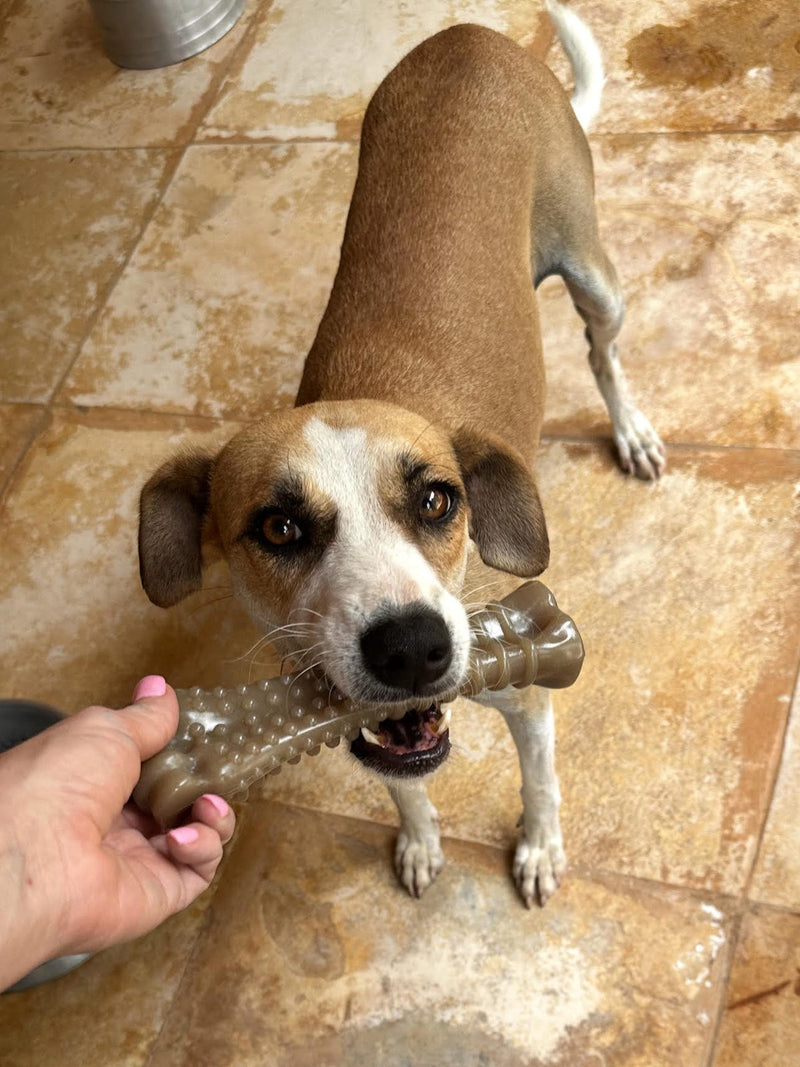 Sponsor Paçoca — Rescue Dog