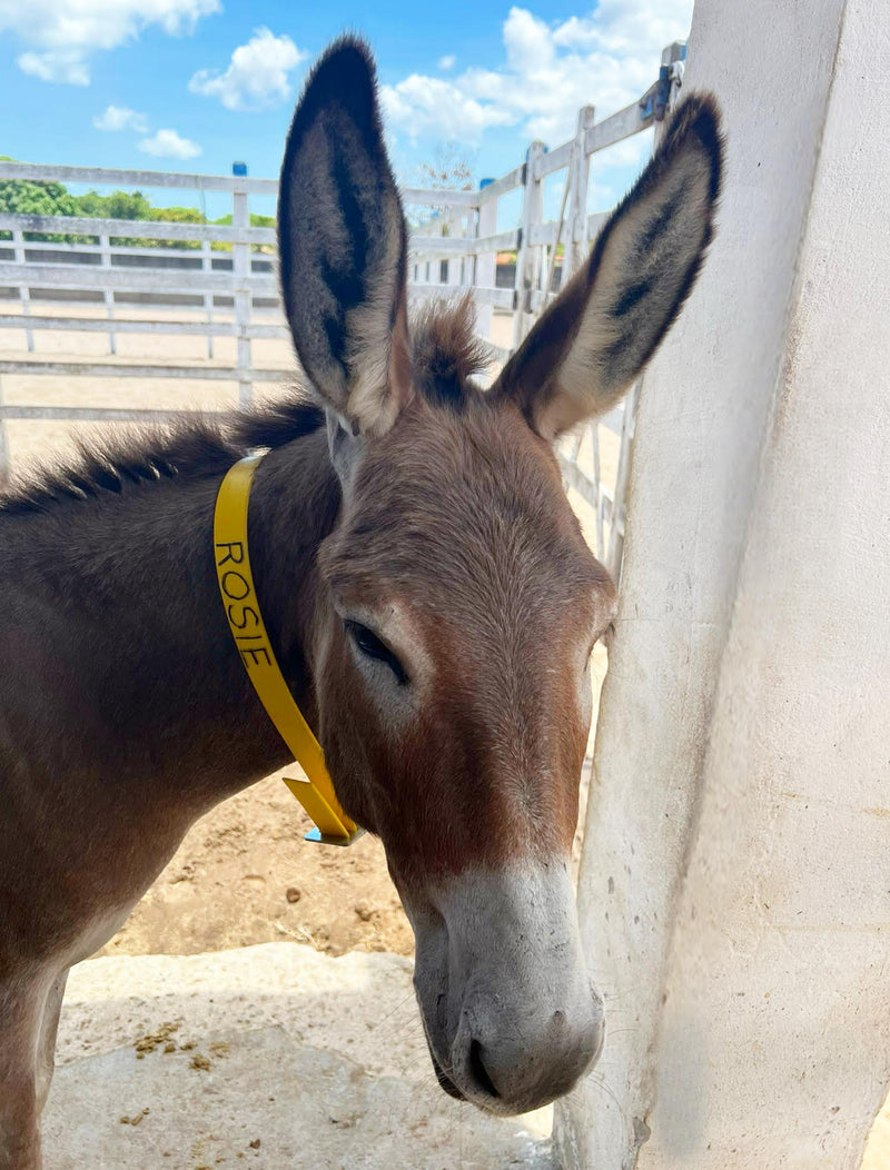 Sponsor Rosie — Rescue Donkey