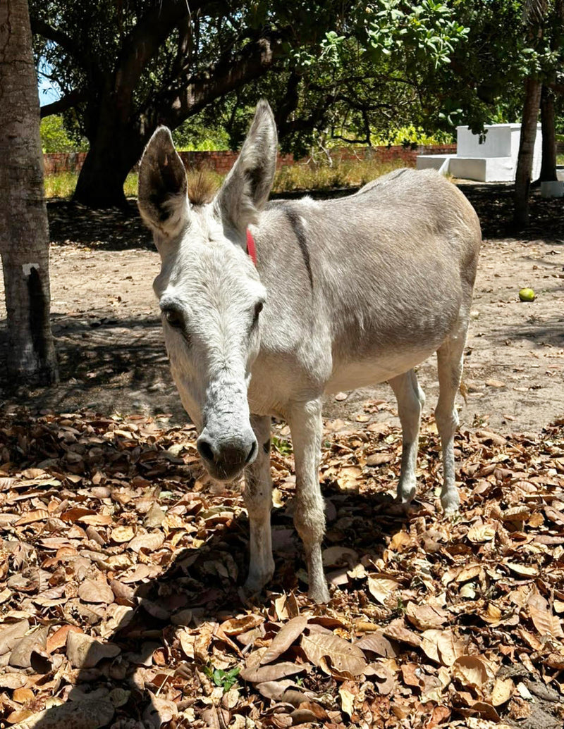 Sponsor Safira — Rescue Donkey