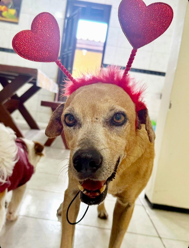 Sponsor Simba — Senior Rescue Dog