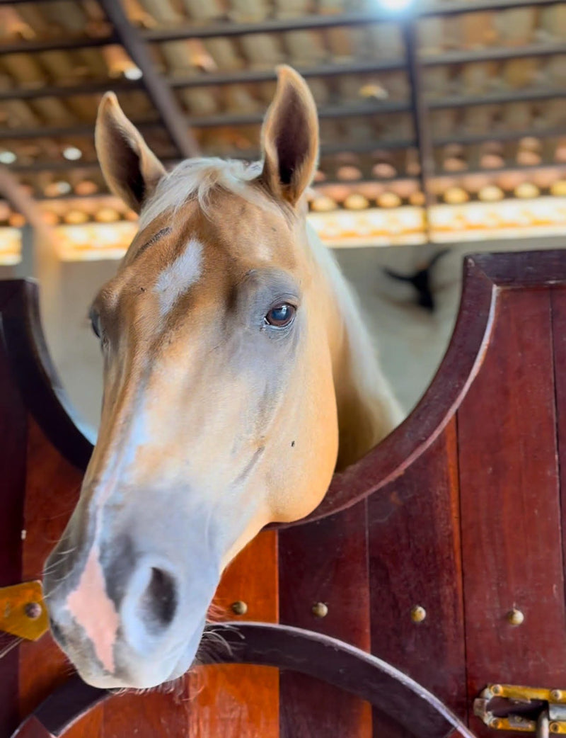 Sponsor Sunny — Rescue Horse