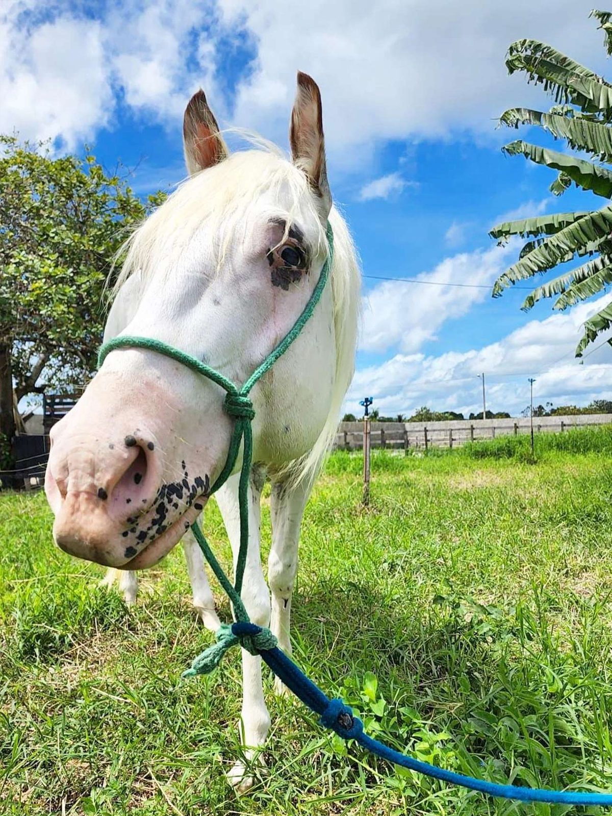Thunder - Rescue Horse at PAW Sanctuary