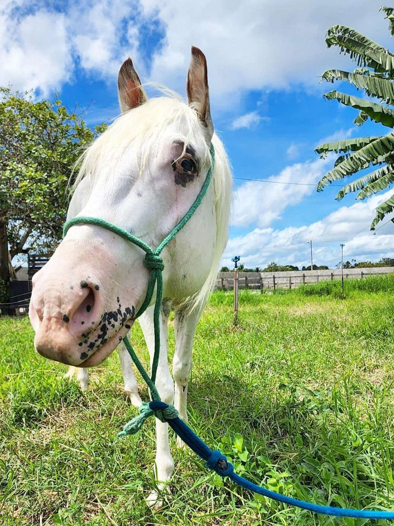 Sponsor Thunder — Blind Rescue Horse