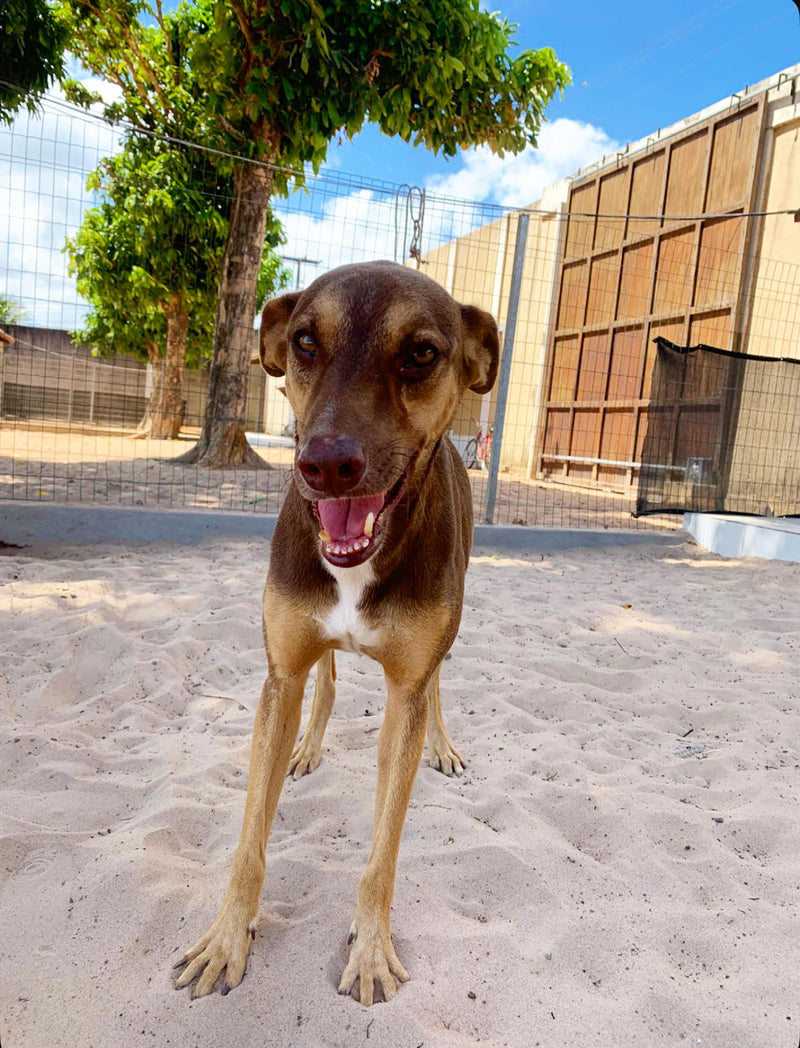 Sponsor Toddy — Rescue Dog