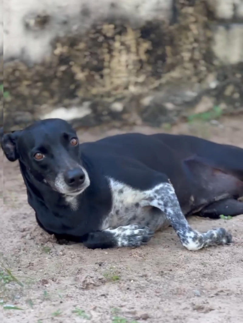 Sponsor Tula — Rescue Dog