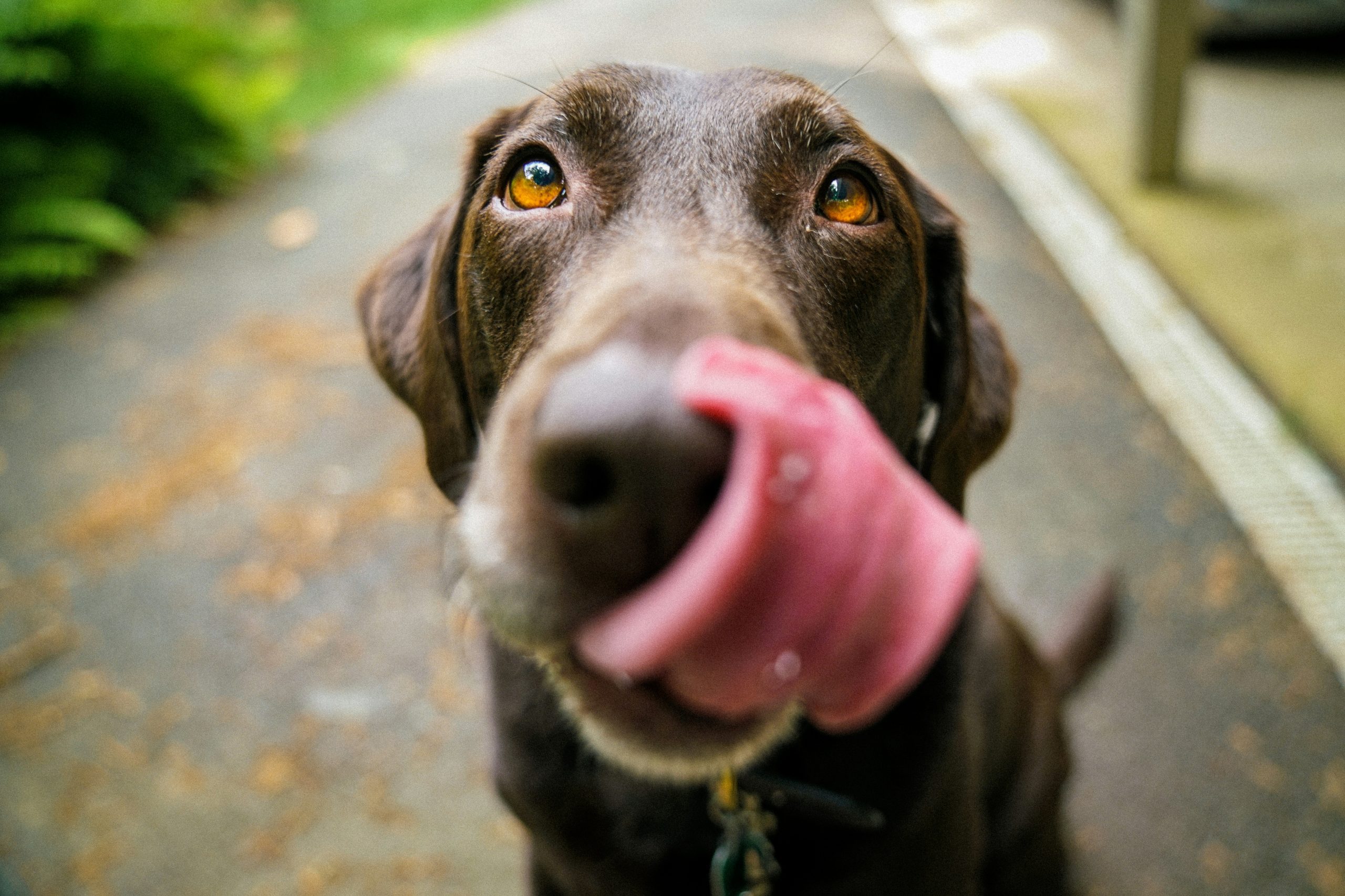 How Can I Volunteer to Help Animals in My Community?