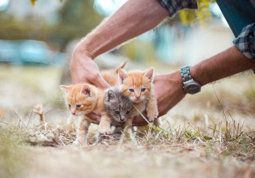 Why Is So Important to Spay or Neuter Your Pet?